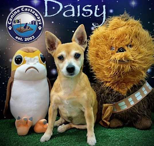 Photo of Daisy