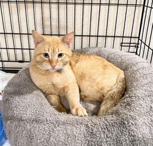 Photo of Butterscotch