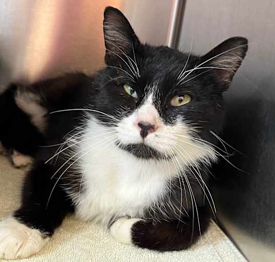 Photo of Pete the Cat