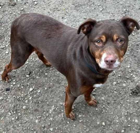Photo of Cocoa
