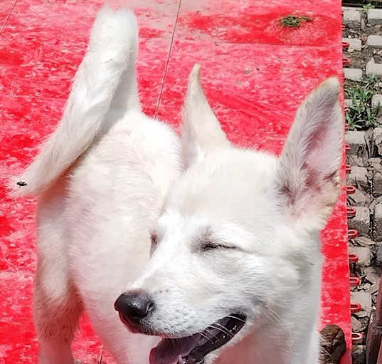 Photo of Lilly Polar Bear