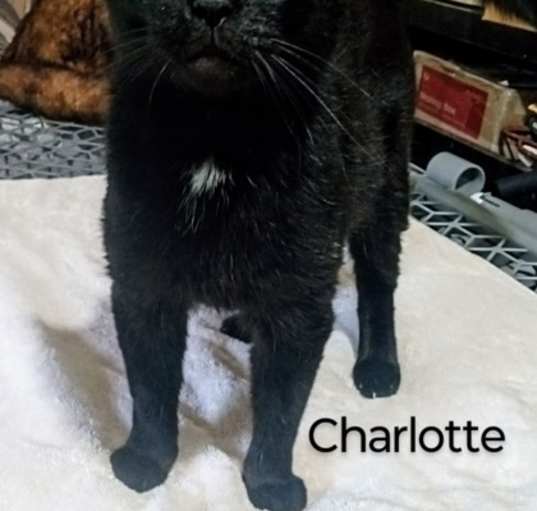 Photo of Charlotte