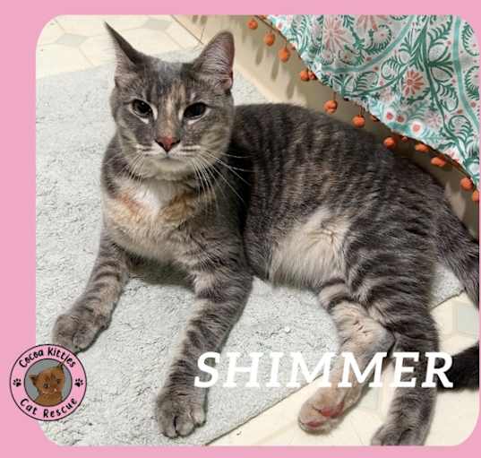 Photo of Shimmer