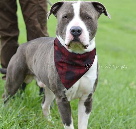 Photo of Cayden - Adoptable