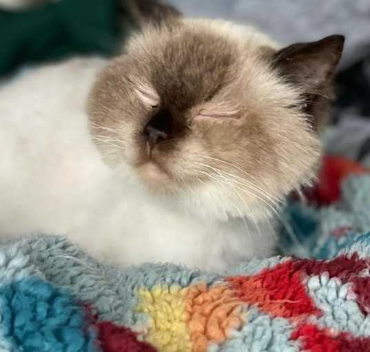 Photo of Odette