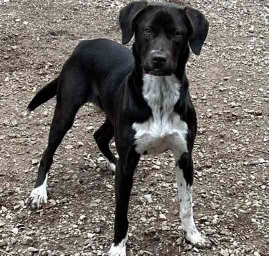 Photo of Kobe