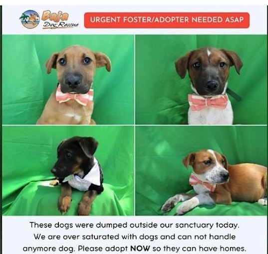 Photo of Tijuana street dogs need homes