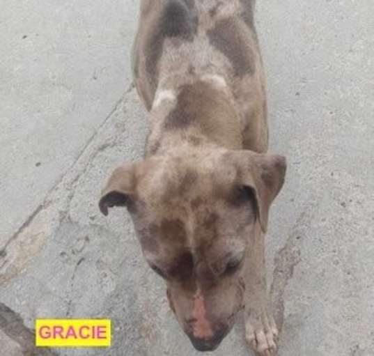 Photo of GRACIE
