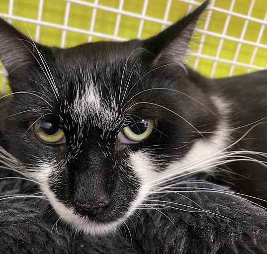 Photo of Bigotes (Whiskers)