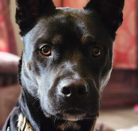 Photo of Phantom