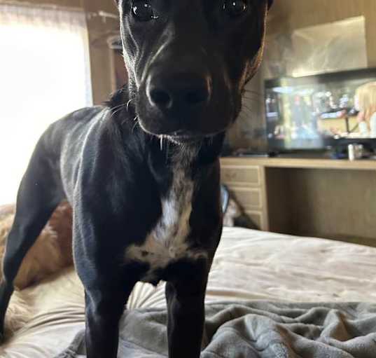Photo of SCARLET
