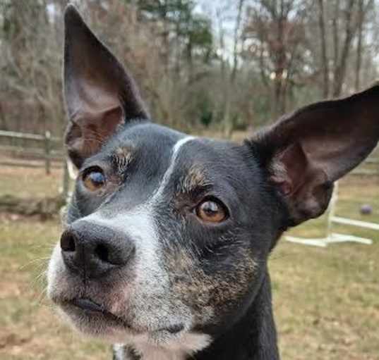 Photo of Trixie