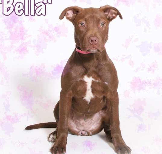 Photo of Bella