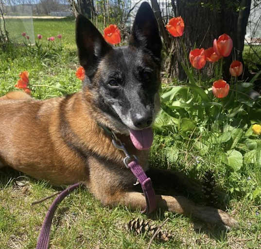 Photo of Skye
