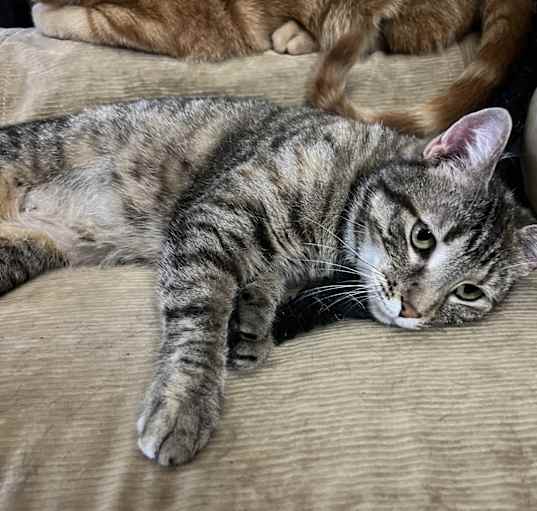 Photo of Missy