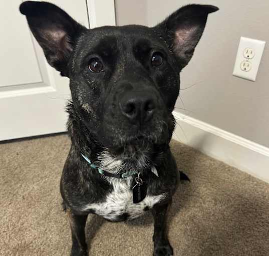 Photo of Lily