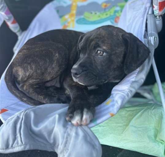 Photo of Kali