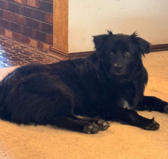 Photo of Sirius