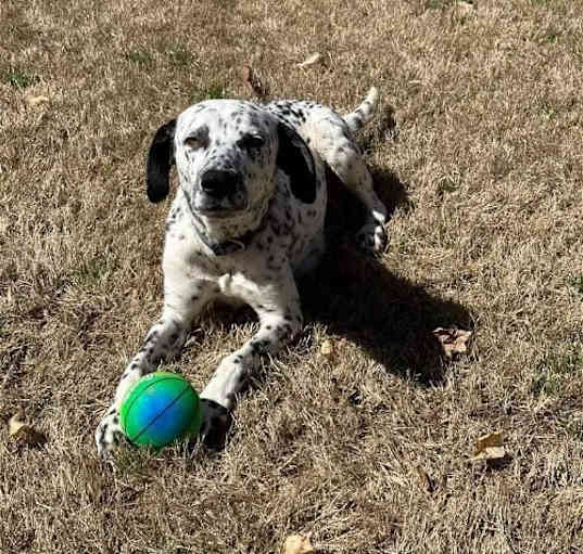 Photo of Poppy