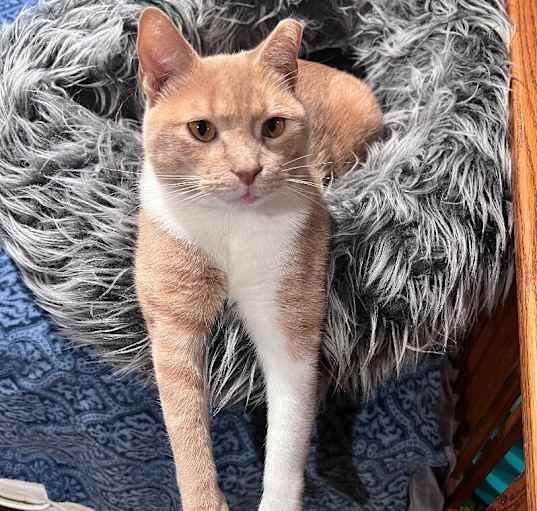 Photo of Pippi