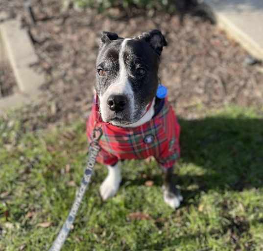 Photo of Honey B