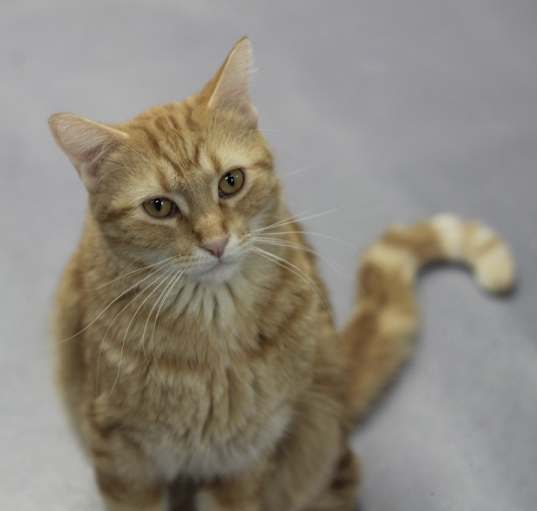 Photo of Merlin