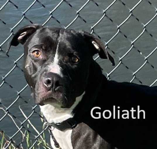 Photo of Goliath