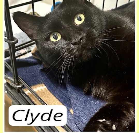 Photo of Clyde, Willow Grove (FCID 04/16/2024-104)