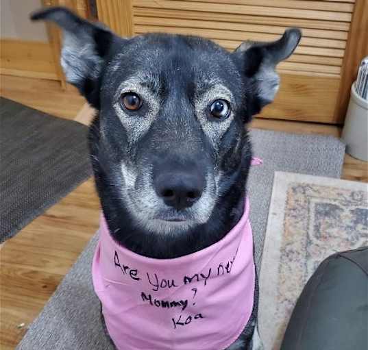Photo of Koa Barkville