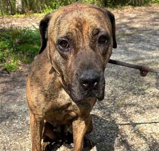 Photo of Paisley MASTIFF Barkville