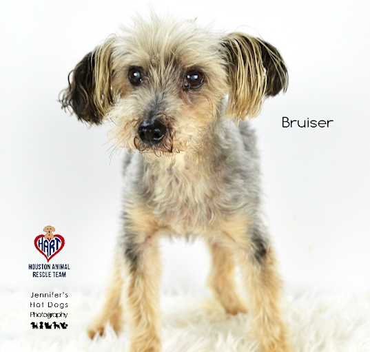Photo of Bruiser