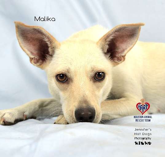 Photo of Malika