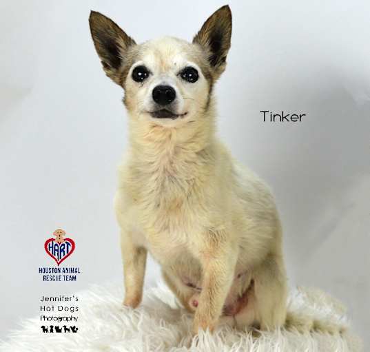 Photo of Tinker