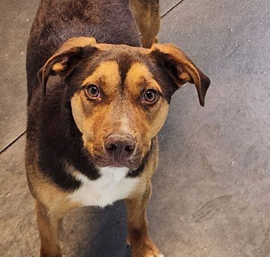 Photo of Rusty
