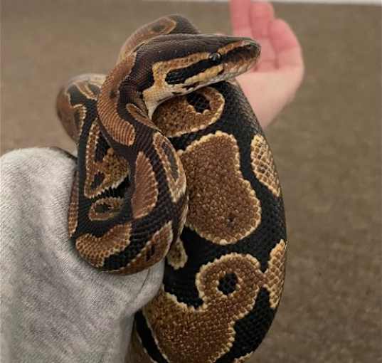 Photo of Lilly