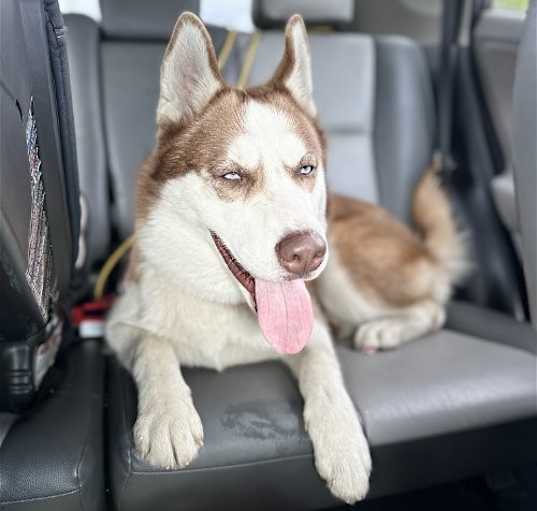 Photo of Dimitri