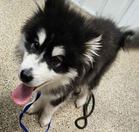Photo of Jethro