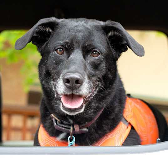 Photo of Lulu - sweet Lab