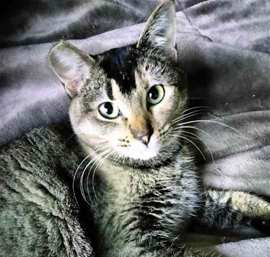 Photo of MEEKA - Offered by Owner - Young Abby-Tabby