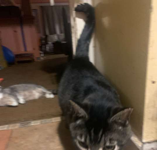 Photo of Penn (bonded with Sally)