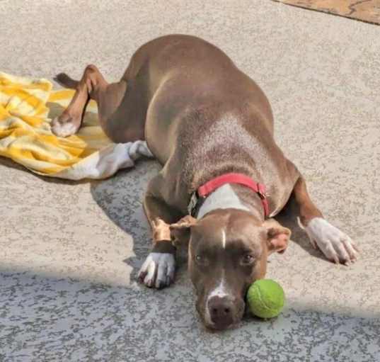 Photo of Betsy Boo the Fetch Queen