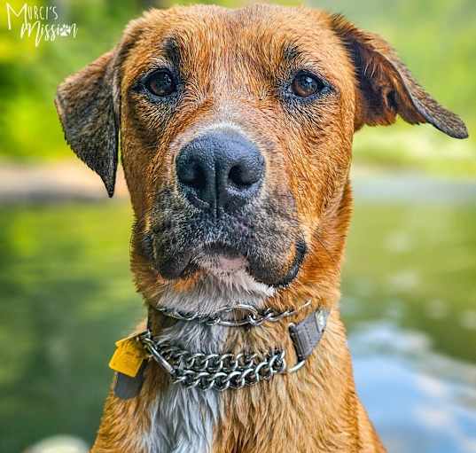 Photo of ⭐️ Oly the Super Dog ⭐️