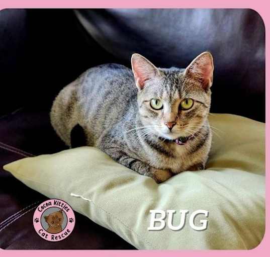 Photo of Bug