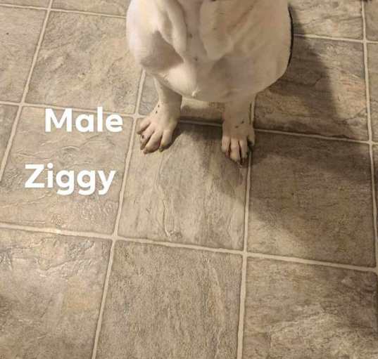 Photo of Ziggy