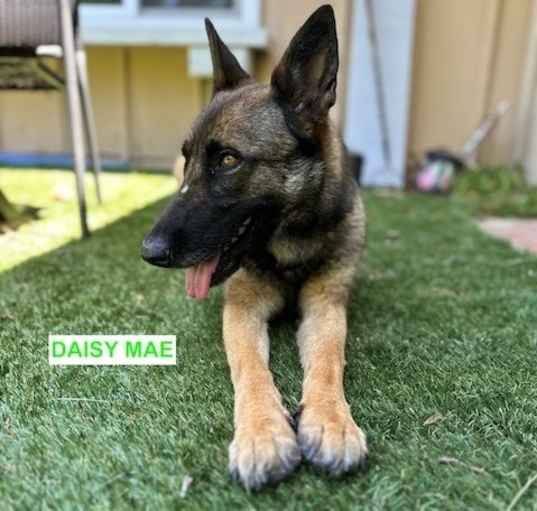 Photo of DAISY MAE