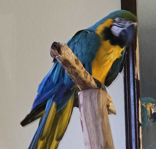 Photo of Diego 25 YO Blue & Gold Macaw