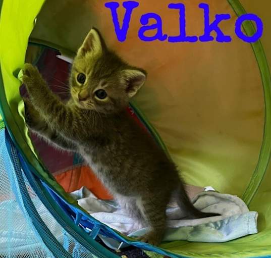 Photo of Kitten: Valko *Featured at the Petco in Ellicott City, MD*