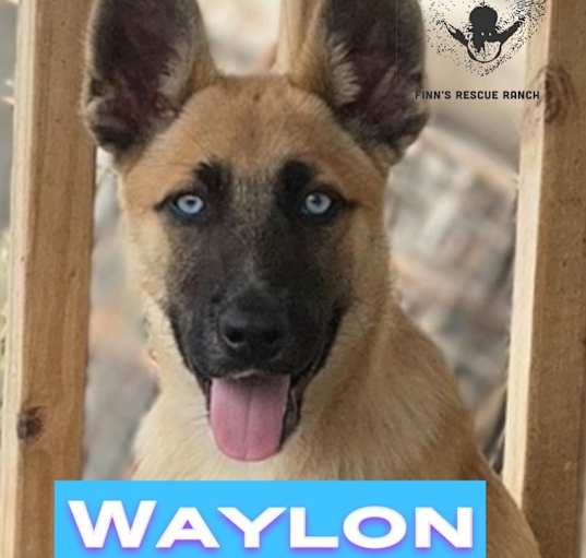 Photo of Waylon