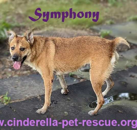 Photo of Symphony