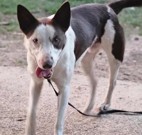 Photo of Dudley